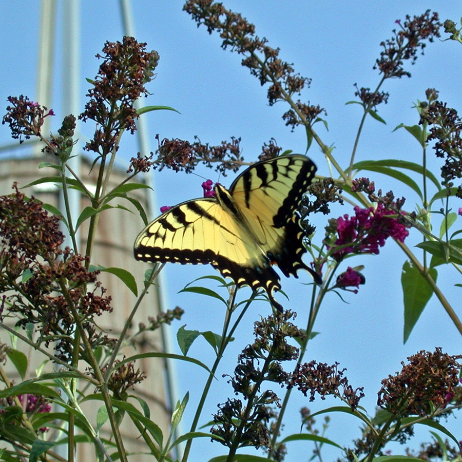 NC Butterfly Festival